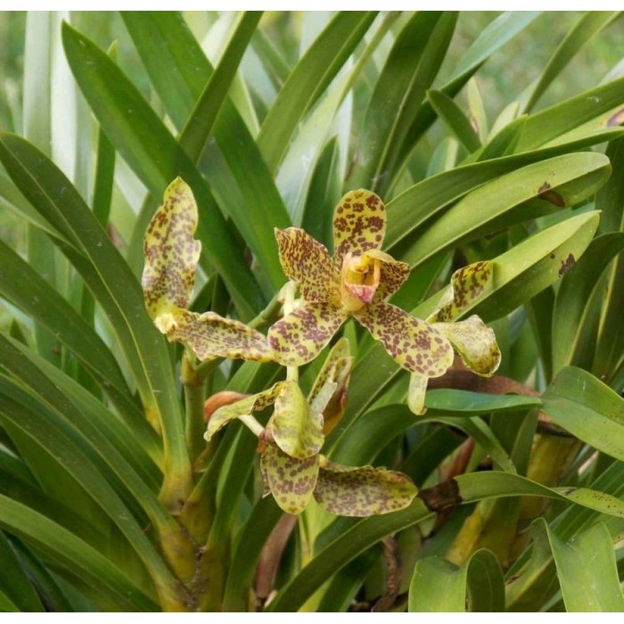 Grammatophyllum speciosum / Anggrek Tebu Mini REMAJA