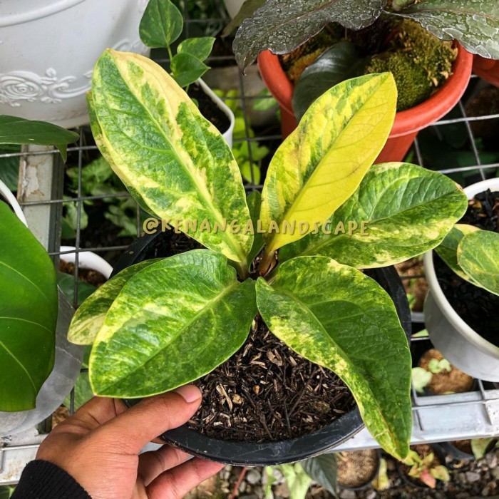 Tanaman hias Anthurium jemani varigata - jemani varigata