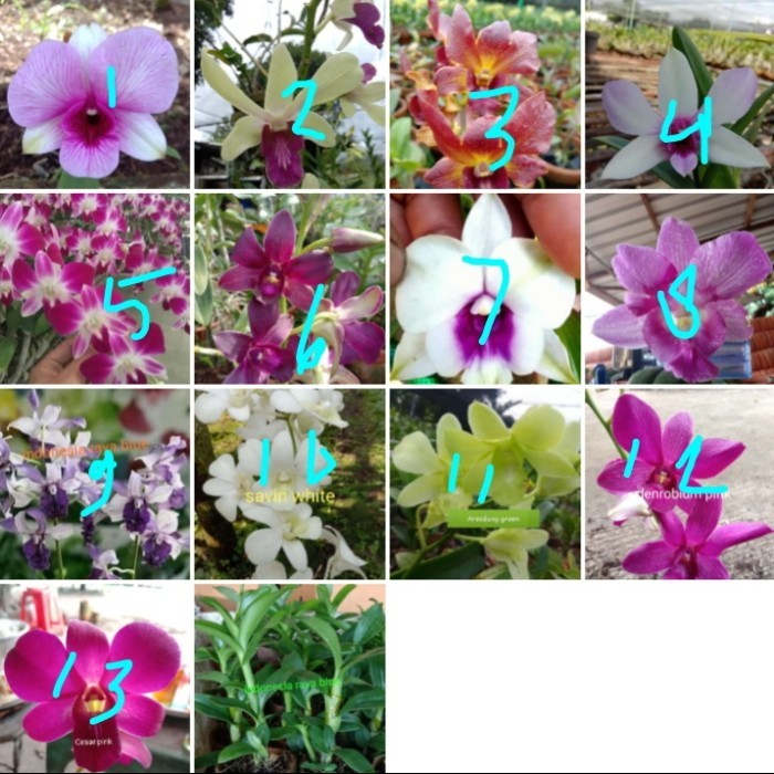 tanaman jenis anggrek dendrobium