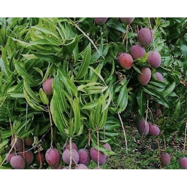 Bibit pohon buah mangga irwin 1meter tanaman buah tabulampot
