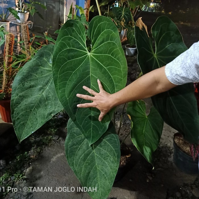 Tanaman hias kuping gajah kalong verde