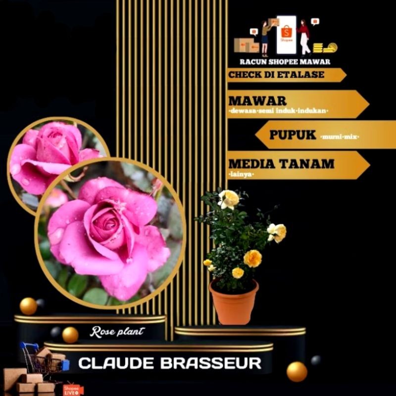 CLAUDE BRASSEUR MAWAR IMPORT