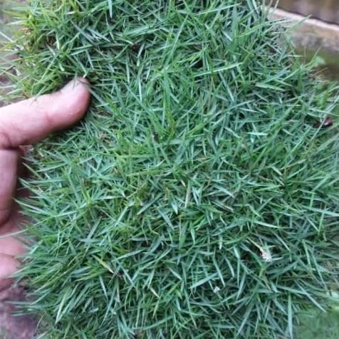 Paket 5 Meter Rumput Jepang Terbaru