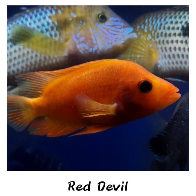 NEW HIASAN AQUARIUM IKAN RED DEVIL TANKMATE CICHLID IKAN PREDATOR PERLENGK