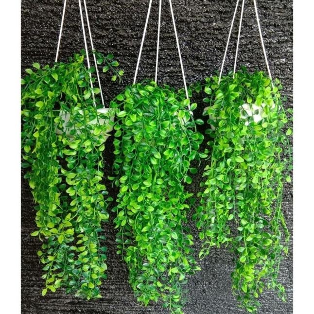 

Daun Juntai Plastik Kemuning Kuaci Artificial Dan Pot Gantung Putih