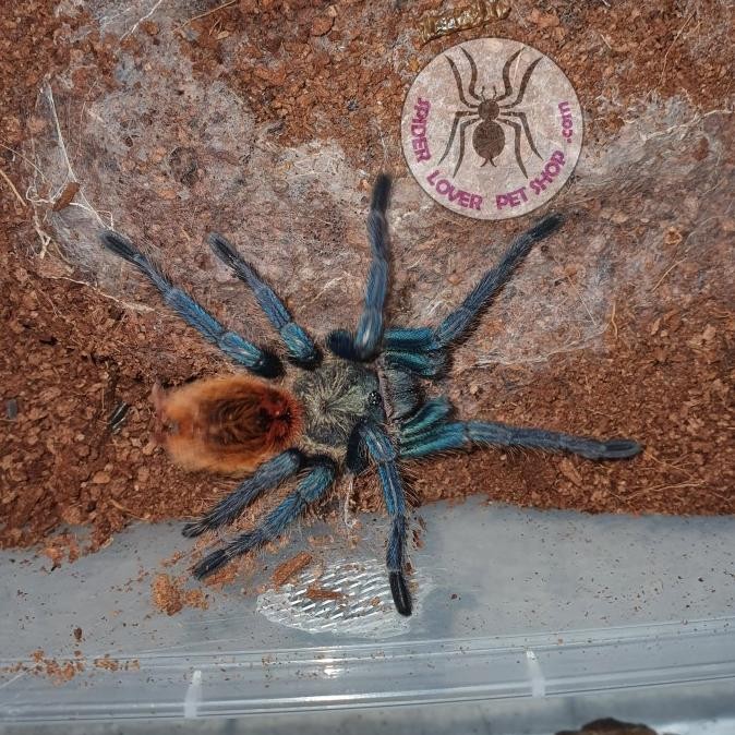 

BLUE- CHROMATOPELMA CYANEOPUBESCENS /GBB /GREEN BOTTLE BLUE FEMALE 6-7 CM