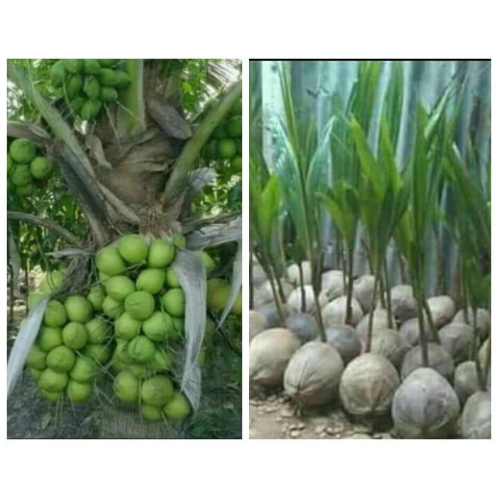 Bibit paket isi 10 kelapa hibrida Wulung hijau super