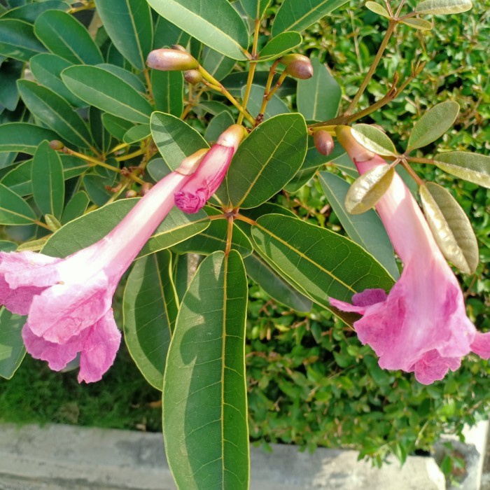 Tanaman Tabebuya Ungu 1.8mtr / Tabebuya ungu / Tabebuya