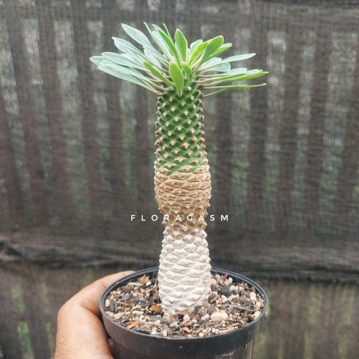 Euphorbia Sotetsu Kirin