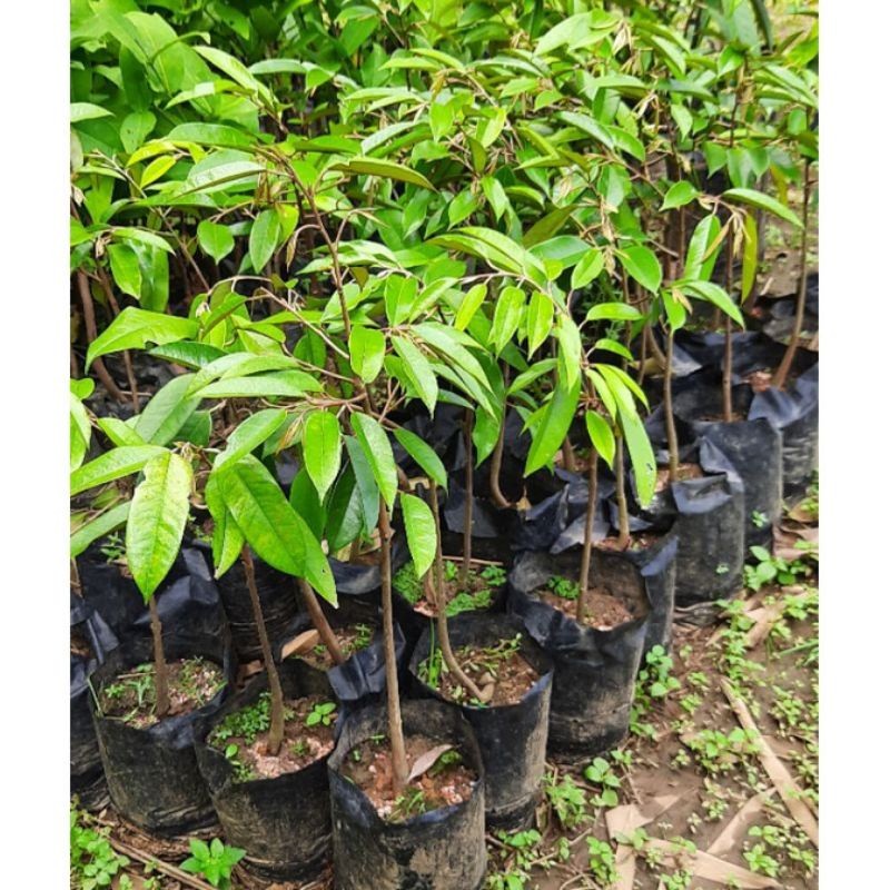 

NEW SERIES BIBIT DURIAN BAWOR KROMO BANYUMAS ASLI OKULASI ORIGINAL QUALITY