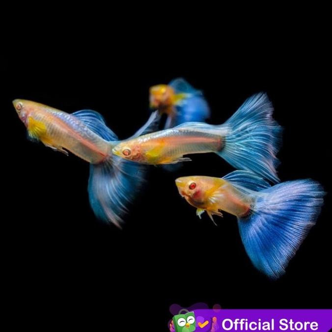 

BLUE- GUPPY ALBINO BLUE TOPAZ SKY BLUE / IKAN HIAS AIR TAWAR AQUASCAPE