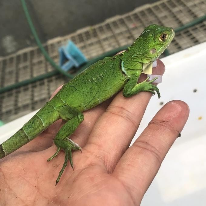 BLUE- IGUANA GREEN RED BLUE ALBINO SNOW