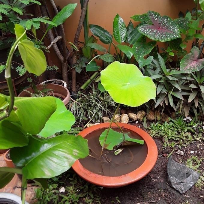 POT TERATAI, POT TANAMAN AIR DARI GERABAH TANAH LIAT D47 TINGGI 16 CM AGR