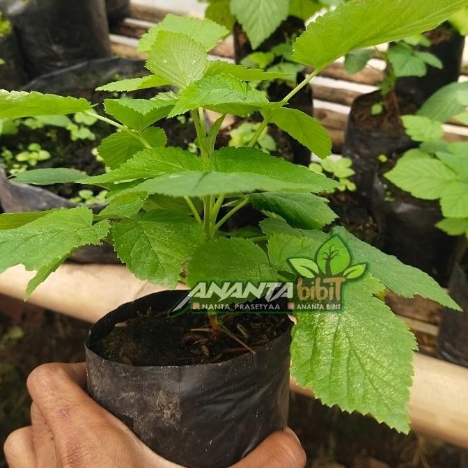 

Raspberry Import Thornles (tanpa duri) bonus bibit blackberry 1 COD