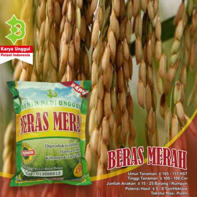 

Bibit Padi Beras Merah COD