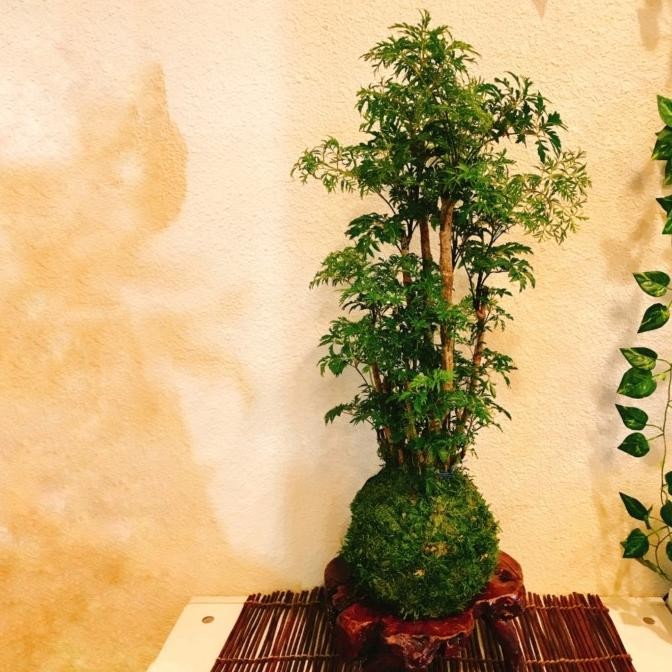 

Mossball - Polysicas Ming Aralia COD