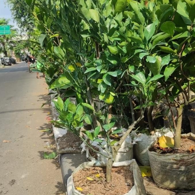 

Tanaman Jeruk dekopon sudah berbuah COD