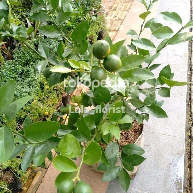 

pohon jeruk lemon california udah berbuah COD