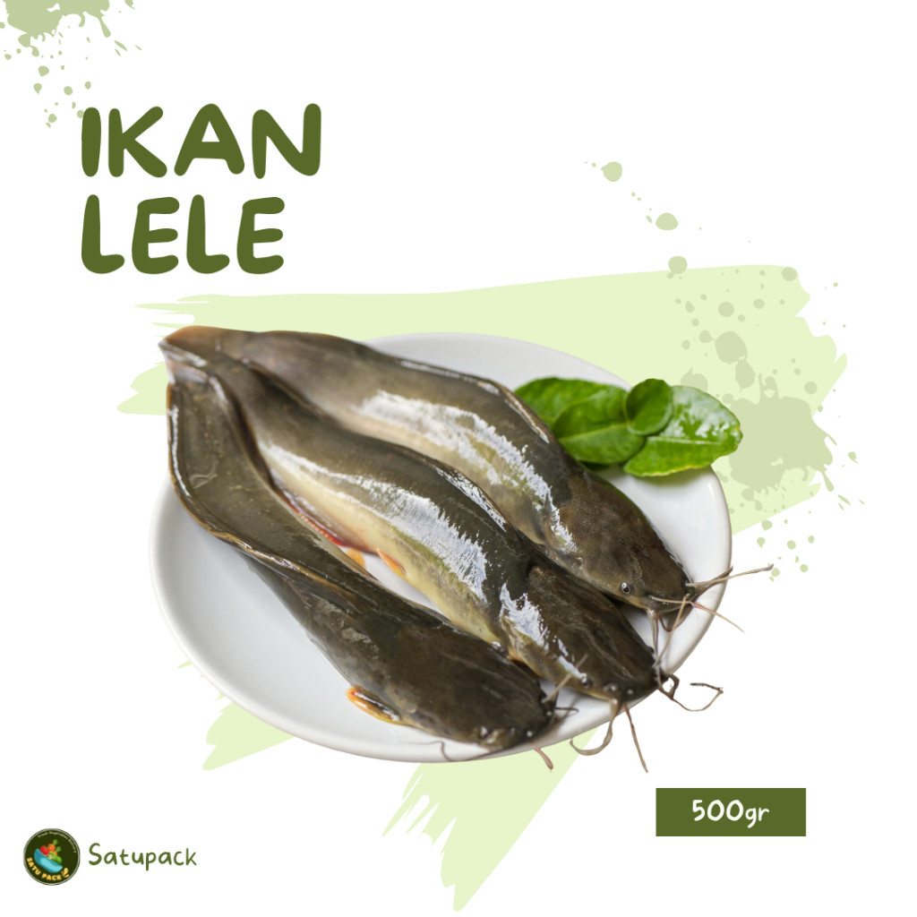 

IKAN LELE SEGAR - 250GR DAN 500GR