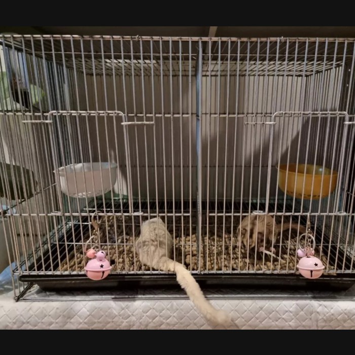 KANDANG SEKAT SUGAR GLIDER / Tupai / Bushaby Burung BESI / GALAVNIS