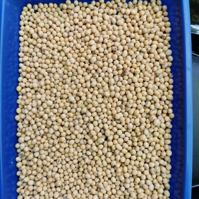 

Kacang Kedelai Amerika Super Bersih 1krg 25kg