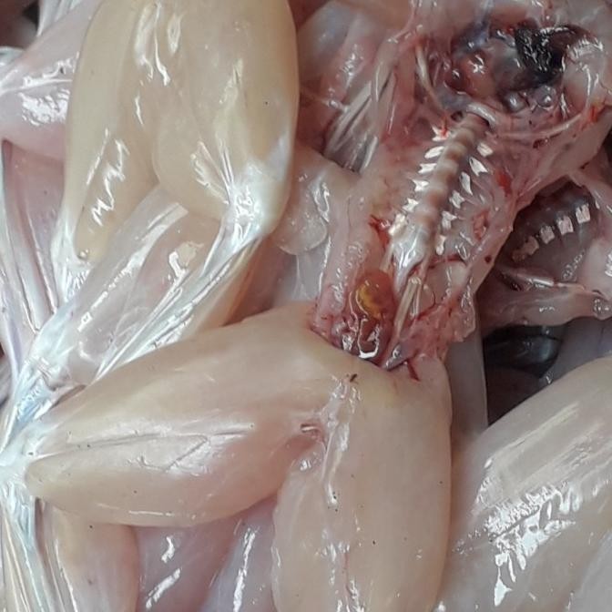 kodok sawah super jumbo/500grm