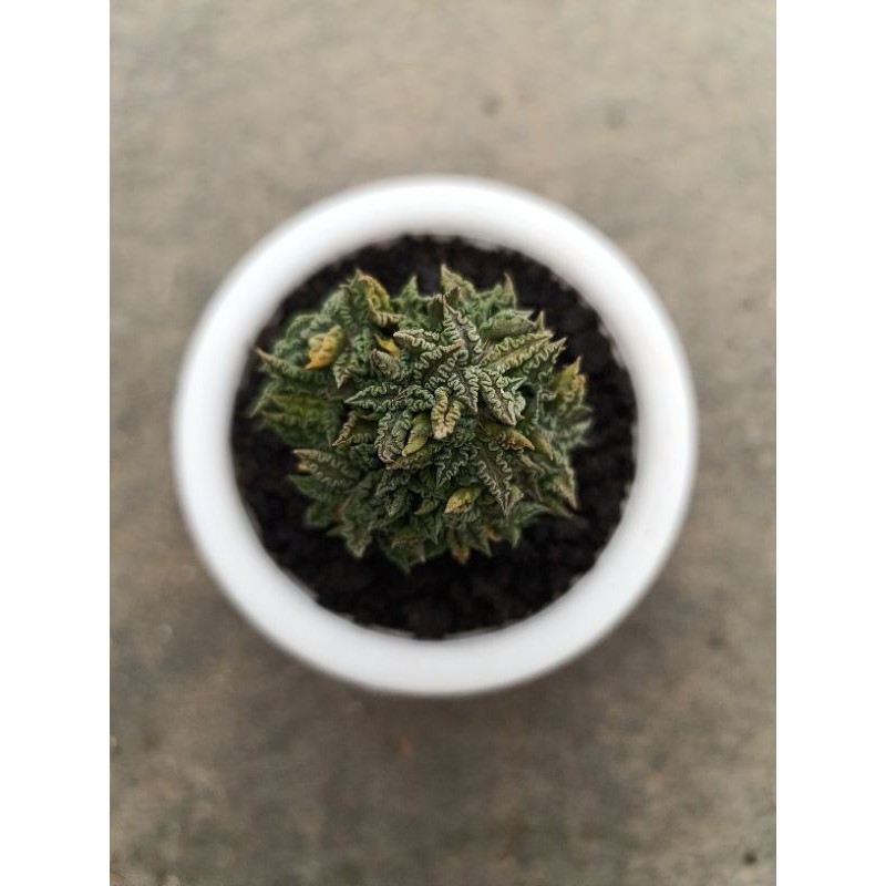 euphorbia tulearensis rare item KAKTUS SUKULENT TANAMAN HIAS