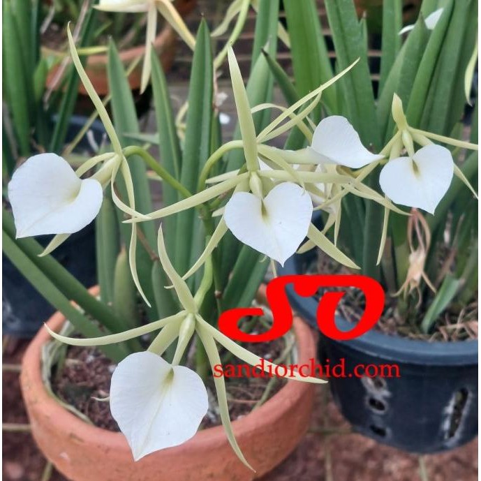 Spesial Brassavola Nodosa