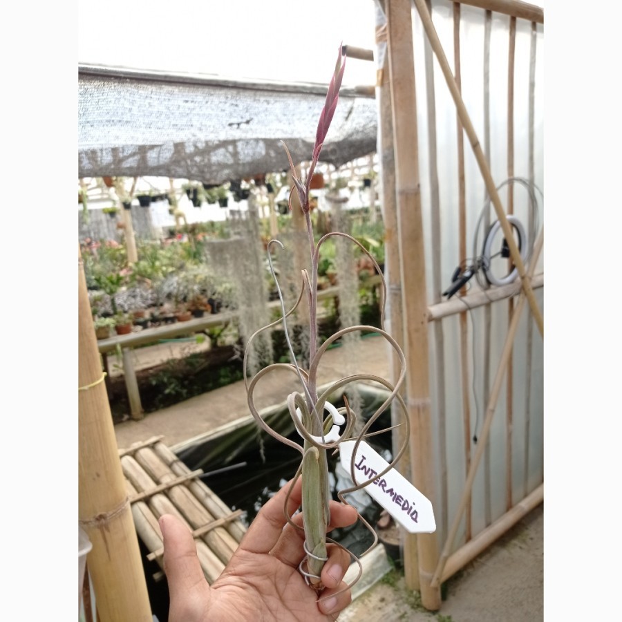 Tillandsia Intermedia Air Plant