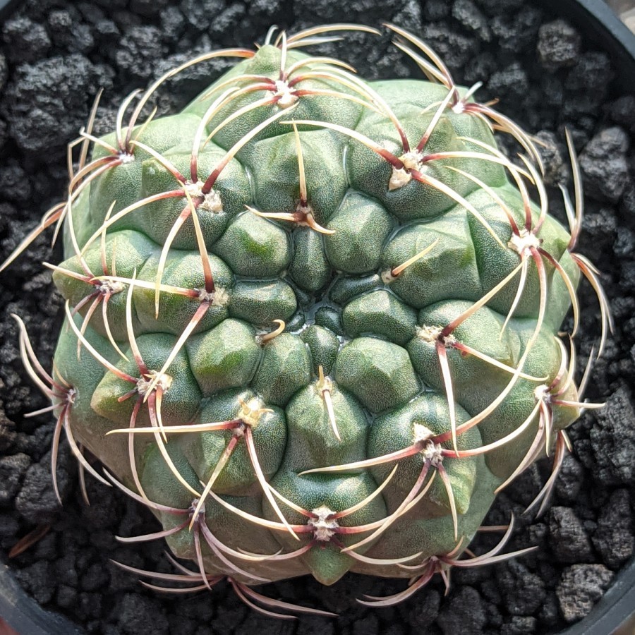 Gymnocalycium Baldianum Kaktus Sukulen Tanaman Hias