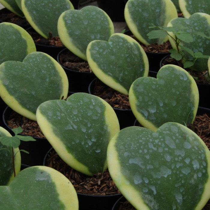 Hoya Kerrii Varieagated Margin
