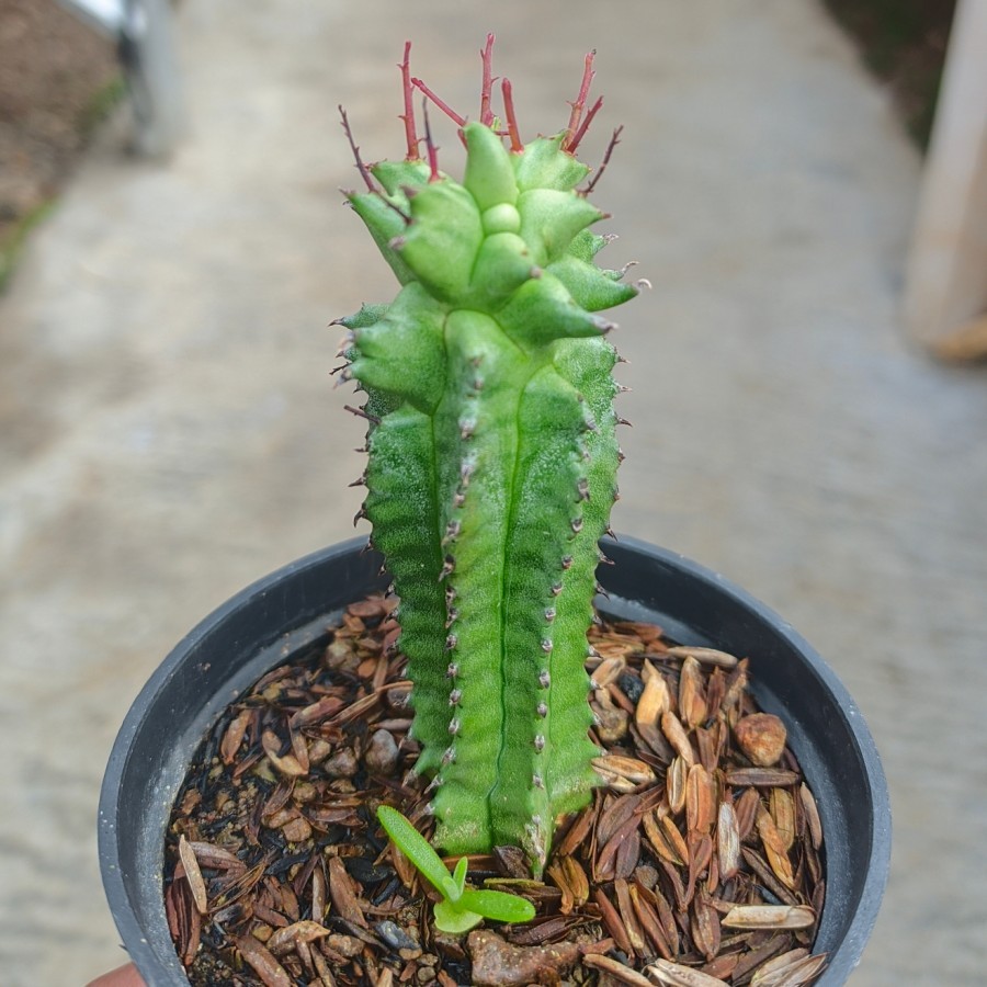 Euphorbia Horrida Monstruosa kaktus sukulen tanaman hias