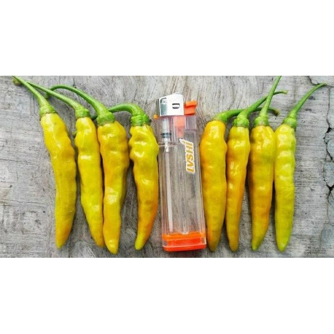 Benih Cabe Rawit Merah VIRAL 10gr - BIBIT VIRAL