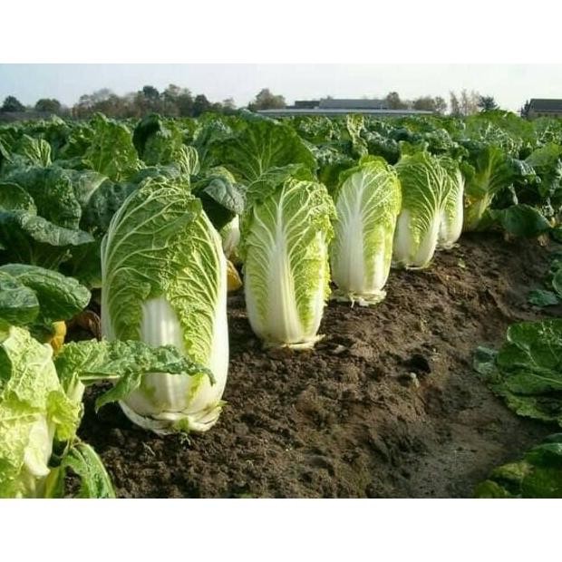 Benih sawi putih ZAMI tahan akar gada