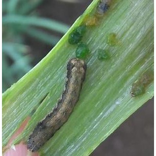 INSEKTISIDA Siklon 5.7 WG