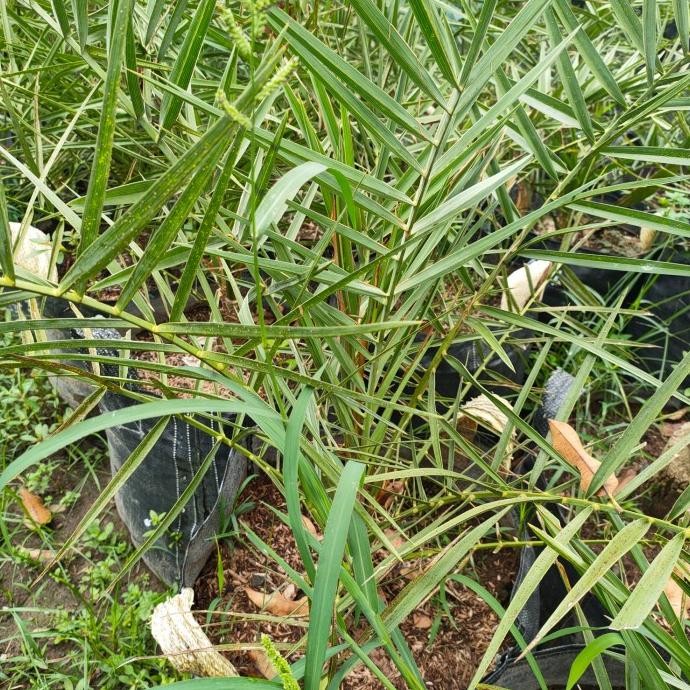 Bibit Kurma Ajwa Aliya umur 1 th up