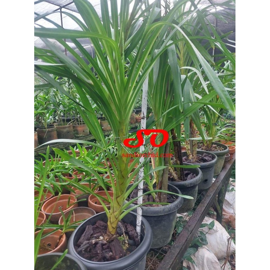 Grammatophyllum speciosum / Anggrek Tebu VARIGATA