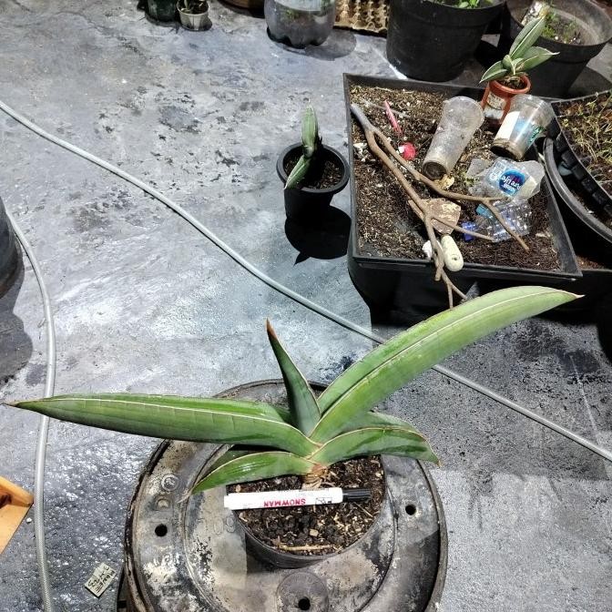 BESS SELLER SANSEVIERIA SANSE BANANA (BNDUI)