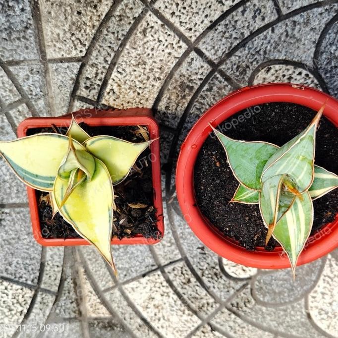 BESS SELLER SANSE SANSEVIERIA PINGUICULA VARIGATA (1 POT) 15112023