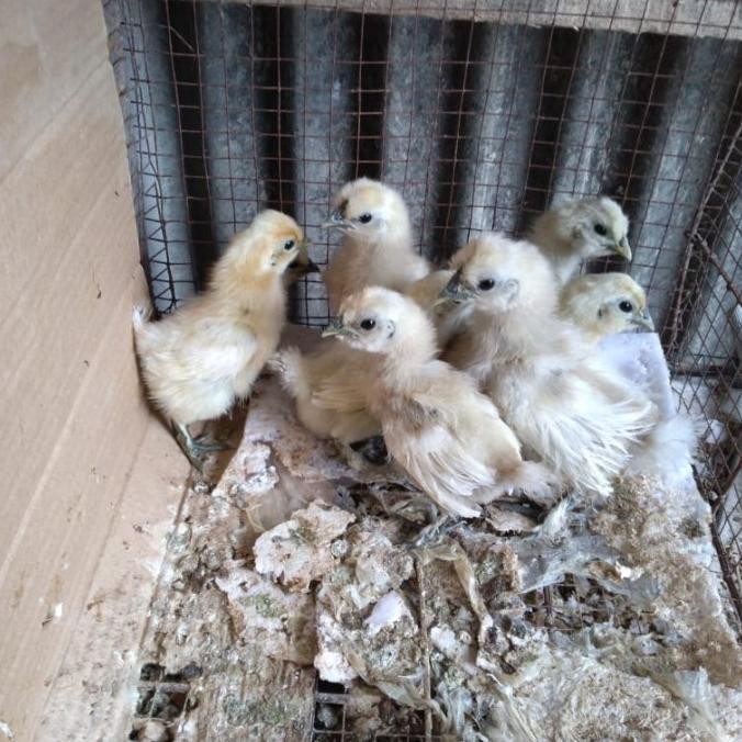 ayam american silkie ori termurah