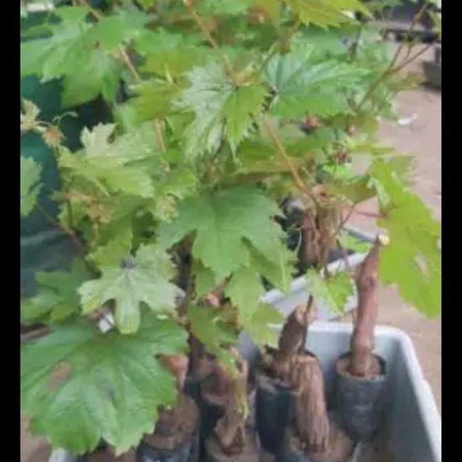 

BIBIT TANAMAN ANGGUR IMPORT CARNIVAL ORIGINAL+BATANG BESAR