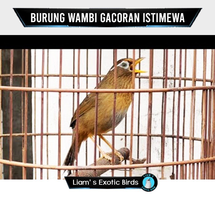 SALE Burung Wambi Jantan Pilihan Rajin Bunyi SALE