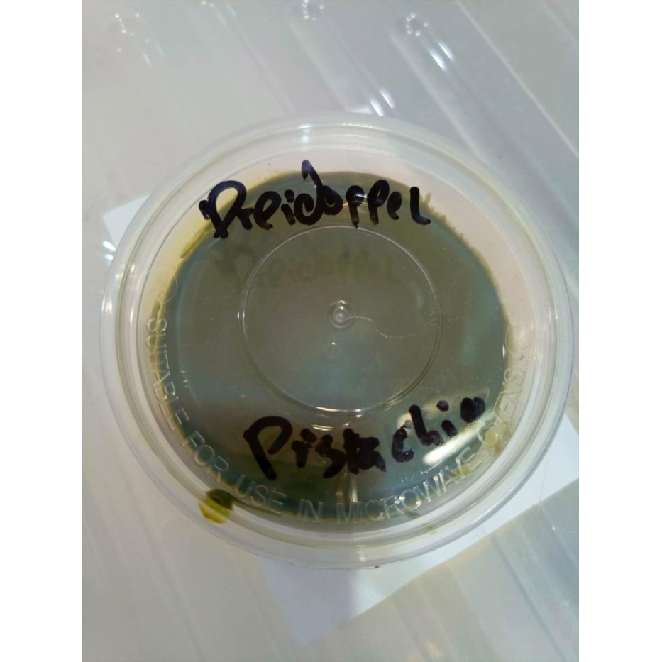 

Dreidoppel Flavour Pastaroom Pistachio 100% Paste Pasta 1000gr 1kg