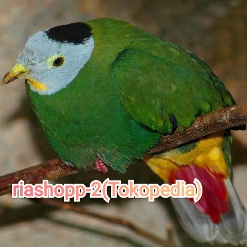 SGA99 BURUNG PUNAI HAJI WALIK HAJI LANGKA ISTIMEWA