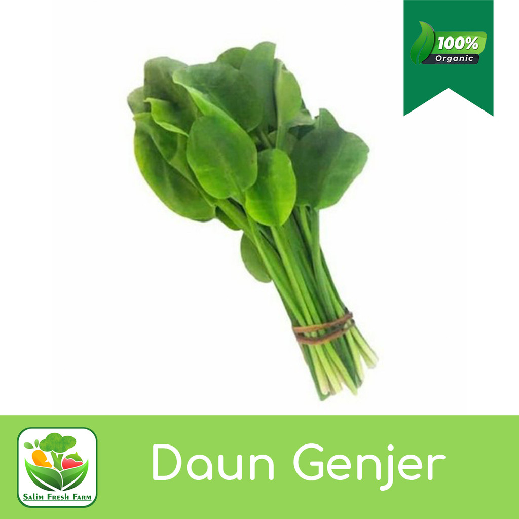 

Daun genjer 1 ikat/Daun genjer segar/Daun genjer/Daun genjer sayuran segar/Genjer/Genjer hijau