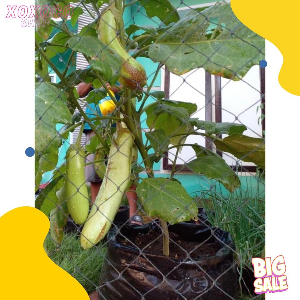 Jaring Ayam Lubang 2 Cm Lebar 2 Meter / Jaring Pagar Ayam / Jaring Kandang Ayam