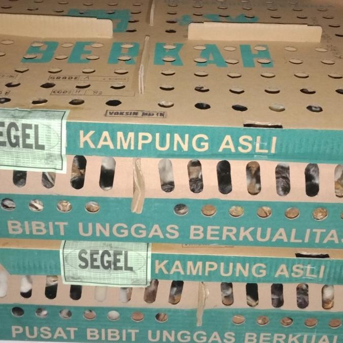 DOC BIBIT AYAM KAMPUNG ASLI (AKA) PEDAGING SUPER 1 BOX ISI 100 EKOR