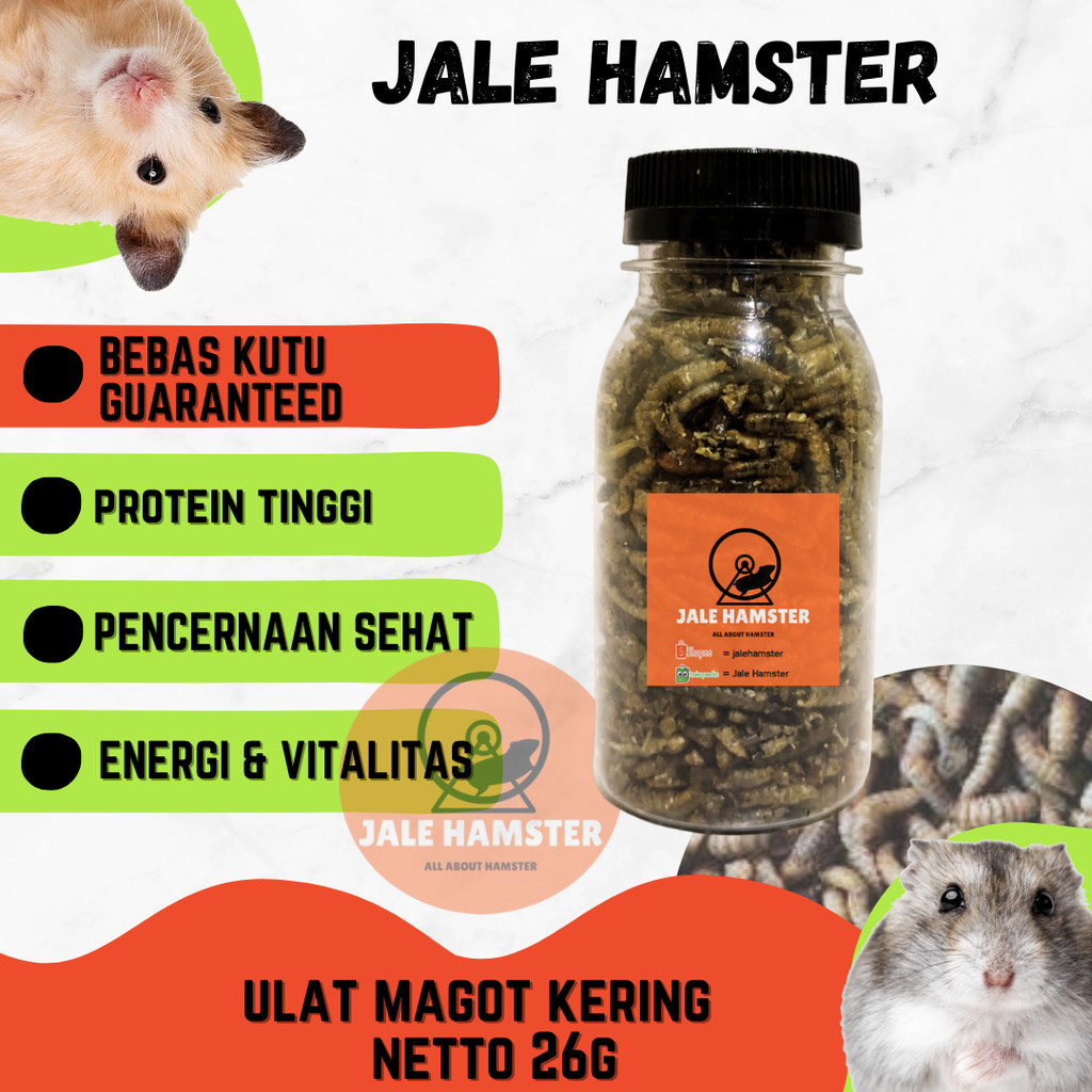 ulat maggot snack hamster dan sugar glider