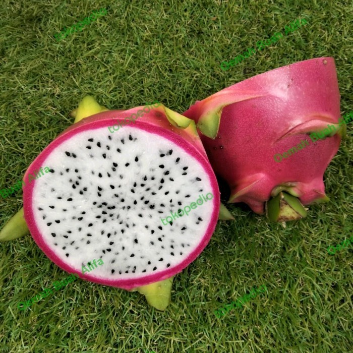 

BUAH NAGA PUTIH 1 DUS