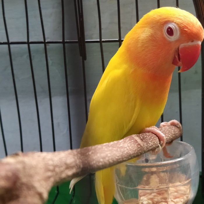 TERBARU Love Bird burung Lutino MM paud Anakan khusus Grab dan Gojek BISA GOSEND